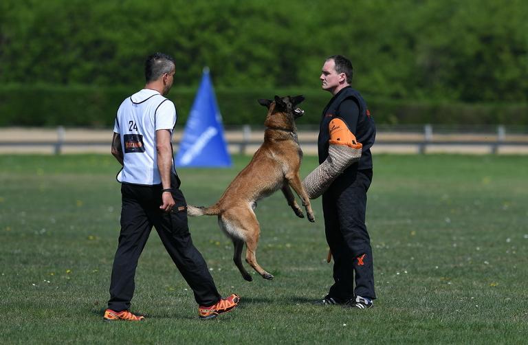 Schutzdienst: Knut Fuchs mit Nexor mehrfacher FCI Weltmeister (Foto K.Fuchs)