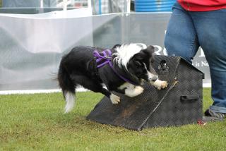 flyball-1.jpg