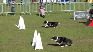 flyball-2.jpg