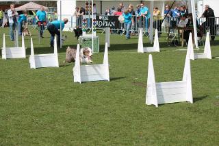 flyball-3.jpg