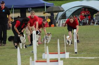 flyball-5.jpg